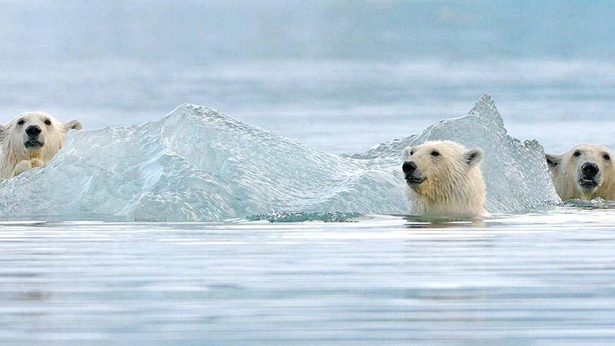 Orsi polari in una foto del Wwf