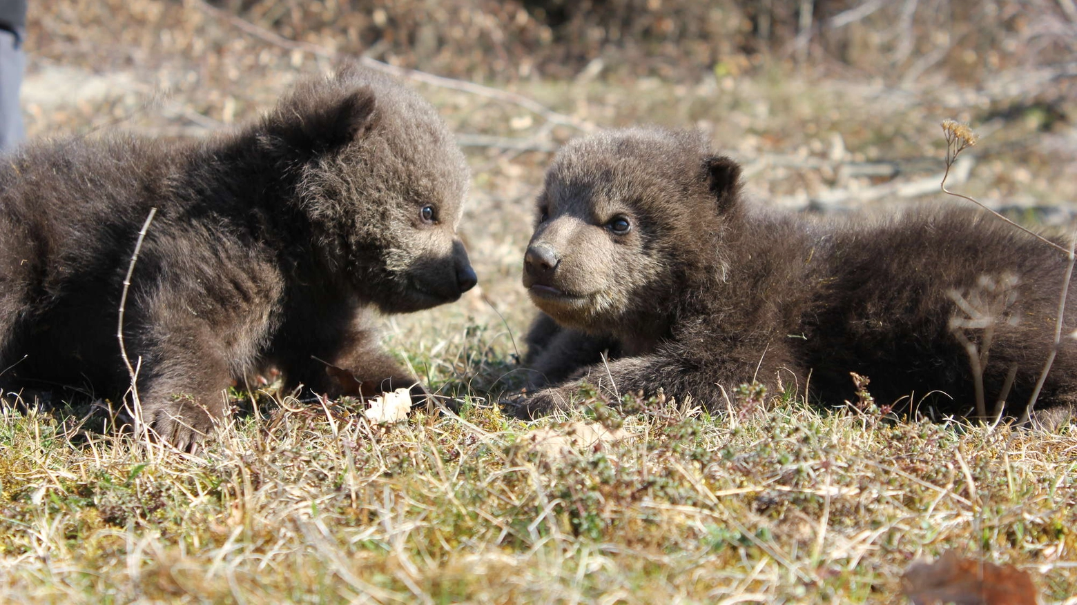 Cuccioli di orso in una foto Olycom