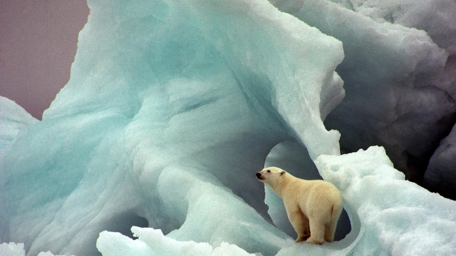Orso polare in una foto Ansa