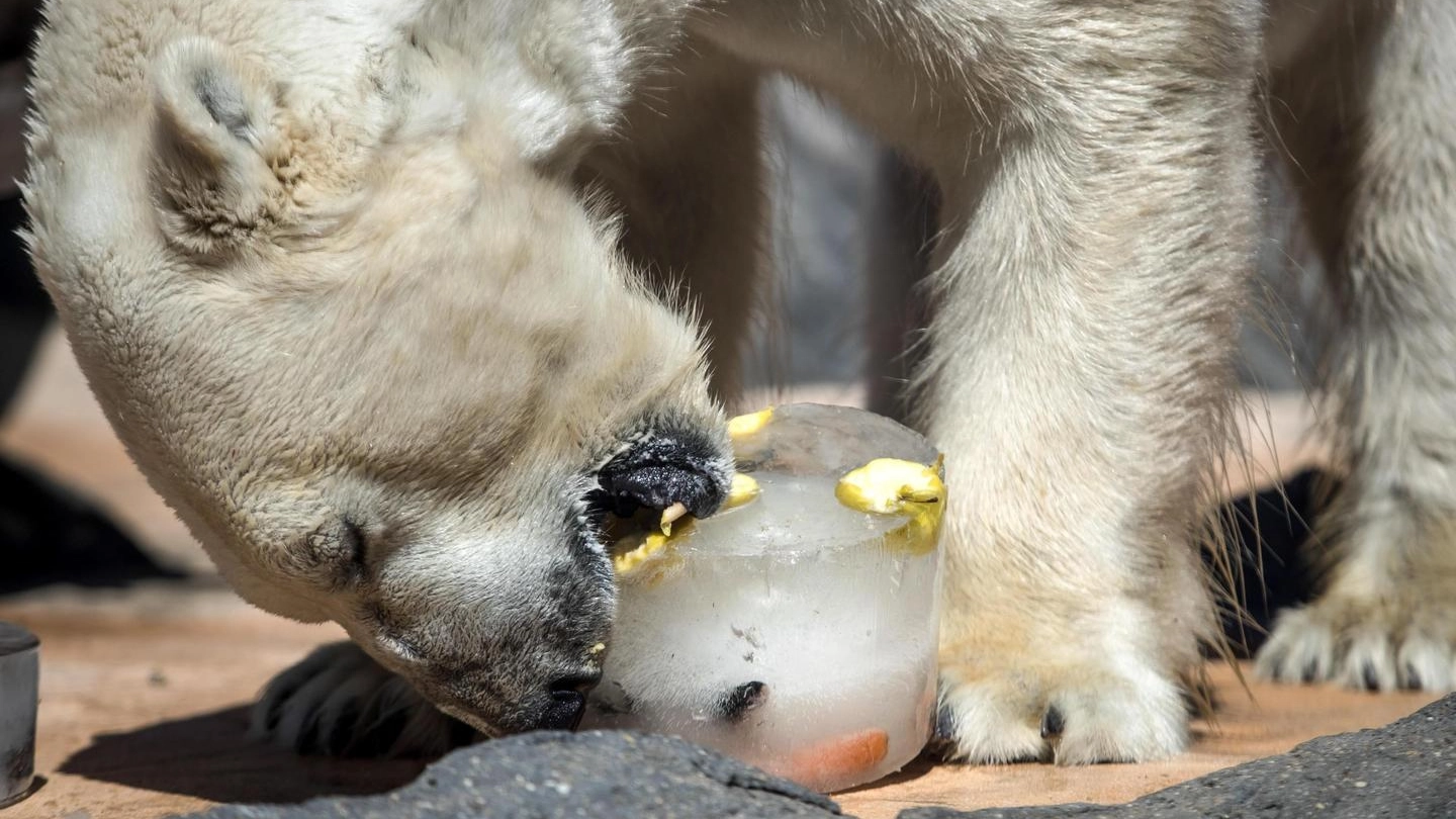 Un 'gelato' per un orso polare allo zoo di Praga (foto Ansa)