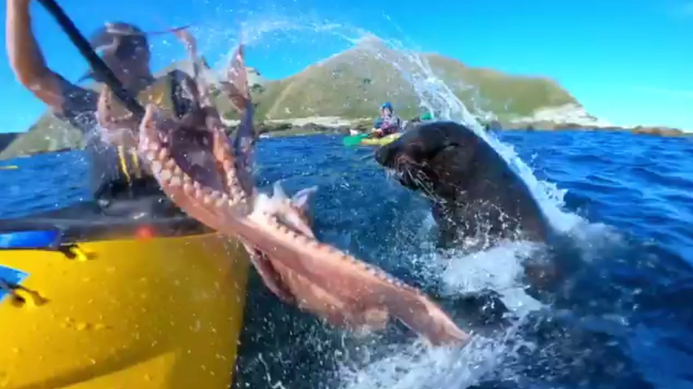 Uno screenshoot del video della foca che attacca il kayakista - Foto: instagram/barekiwi