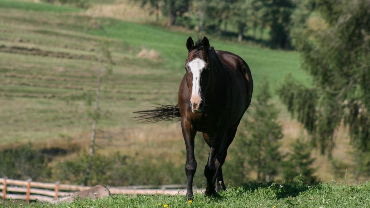 Cavallo in una foto di repertorio (L.Gallitto)