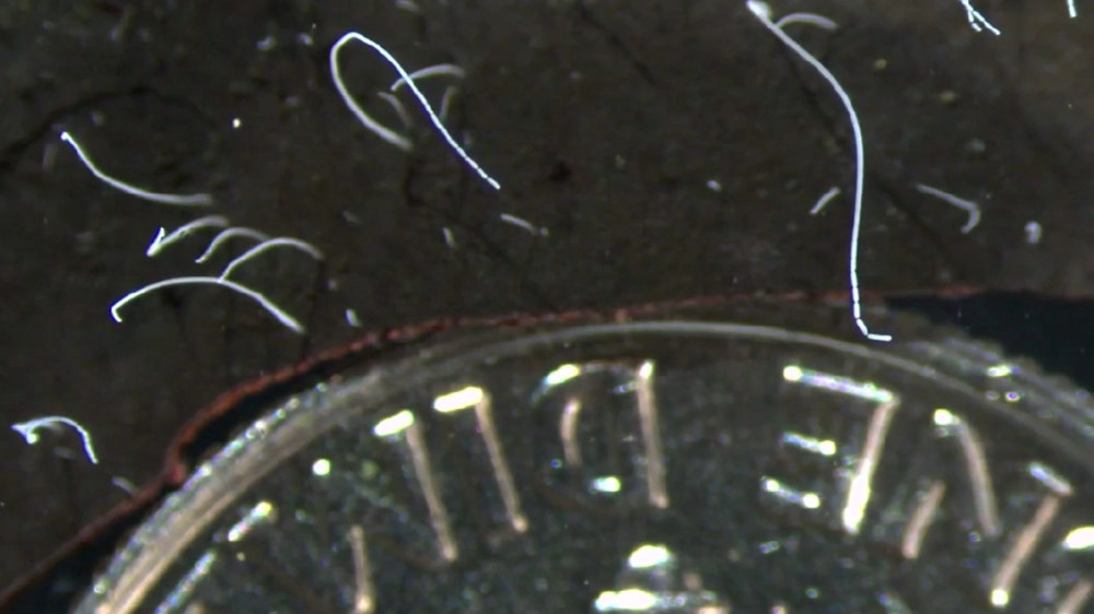 Esemplari di Thiomargarita magnifica vicino a una moneta da un decimo di dollaro