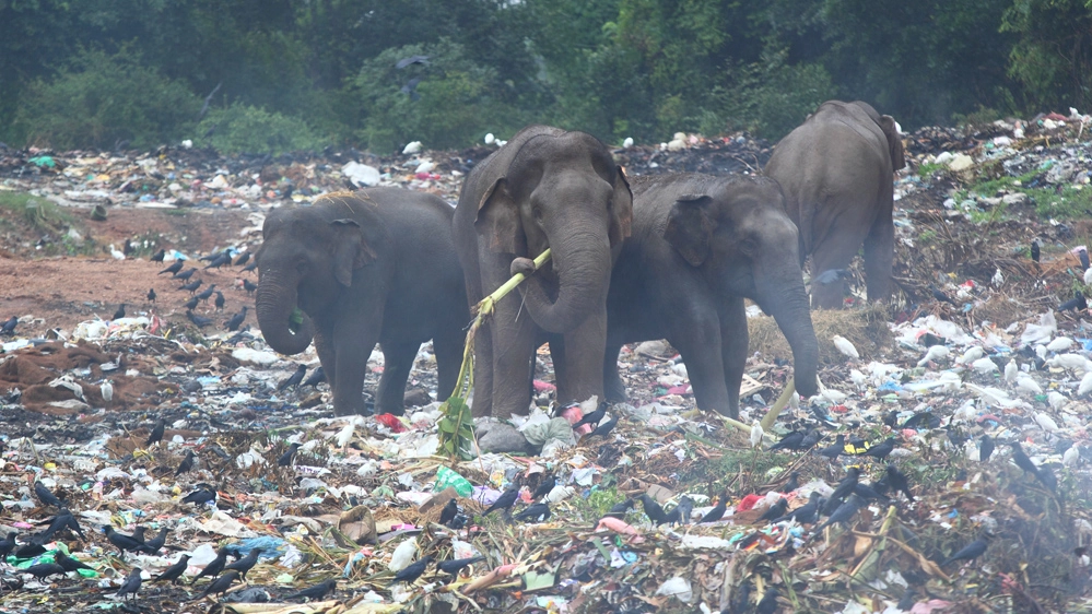 Elefanti a caccia di cibo nelle discariche dello Sri Lanka