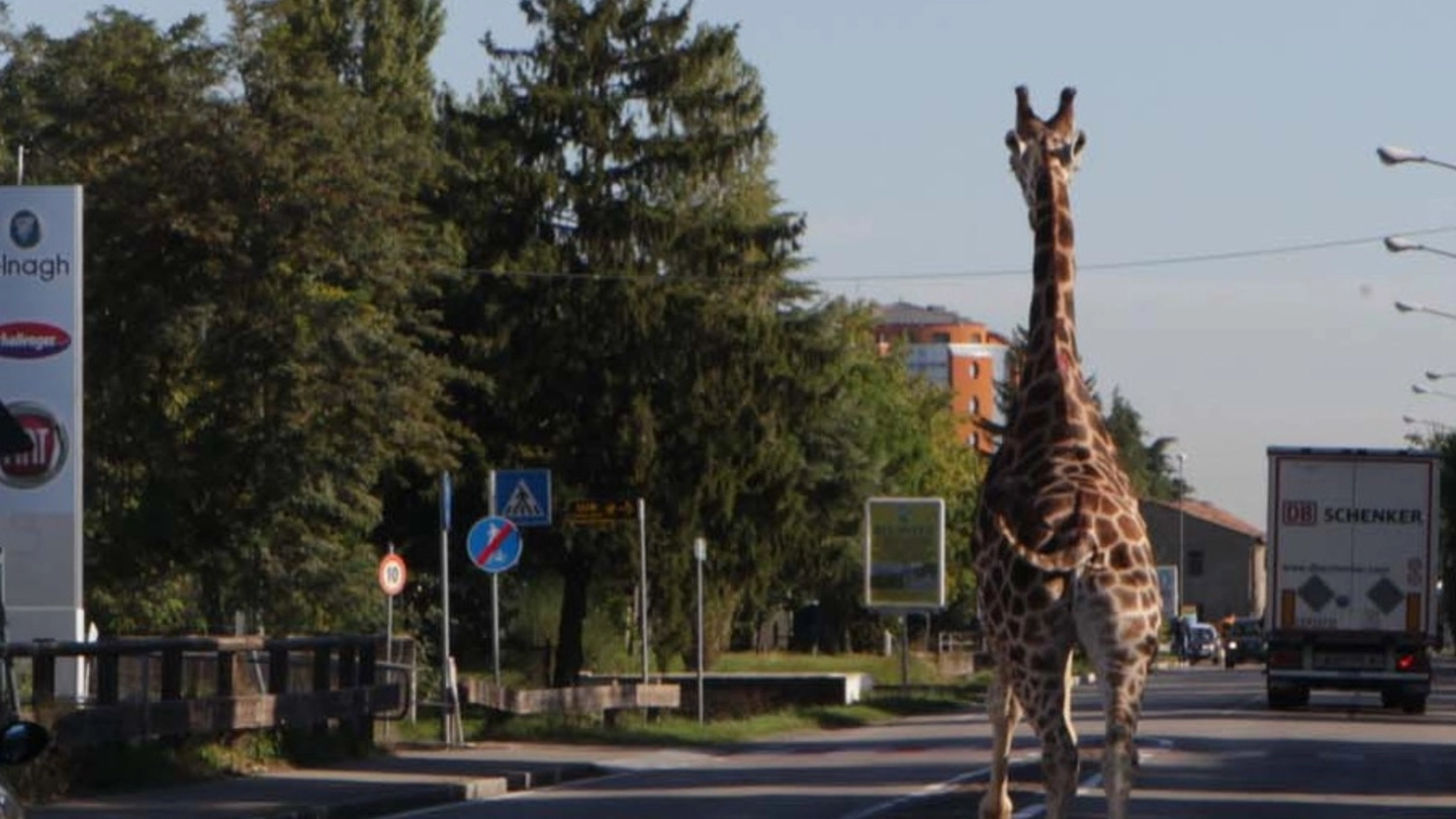 La giraffa Alexandre nelle vie di Imola