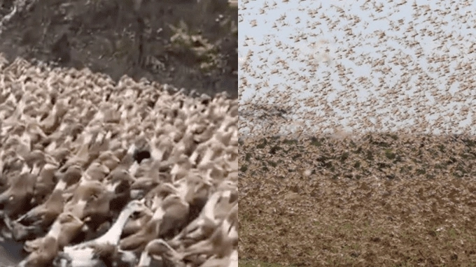  Un esercito di anatre per fermare le locuste in Cina (Dire)