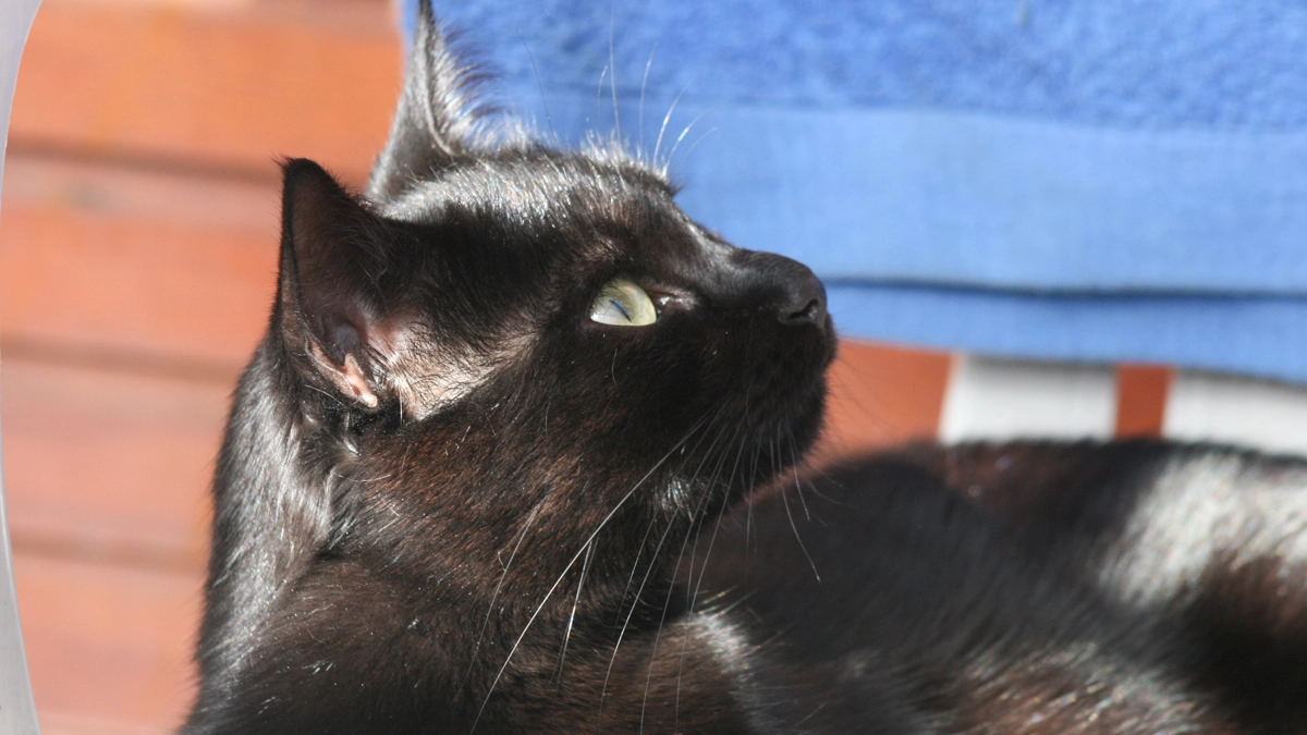 Gatto nero in una foto L.Gallitto