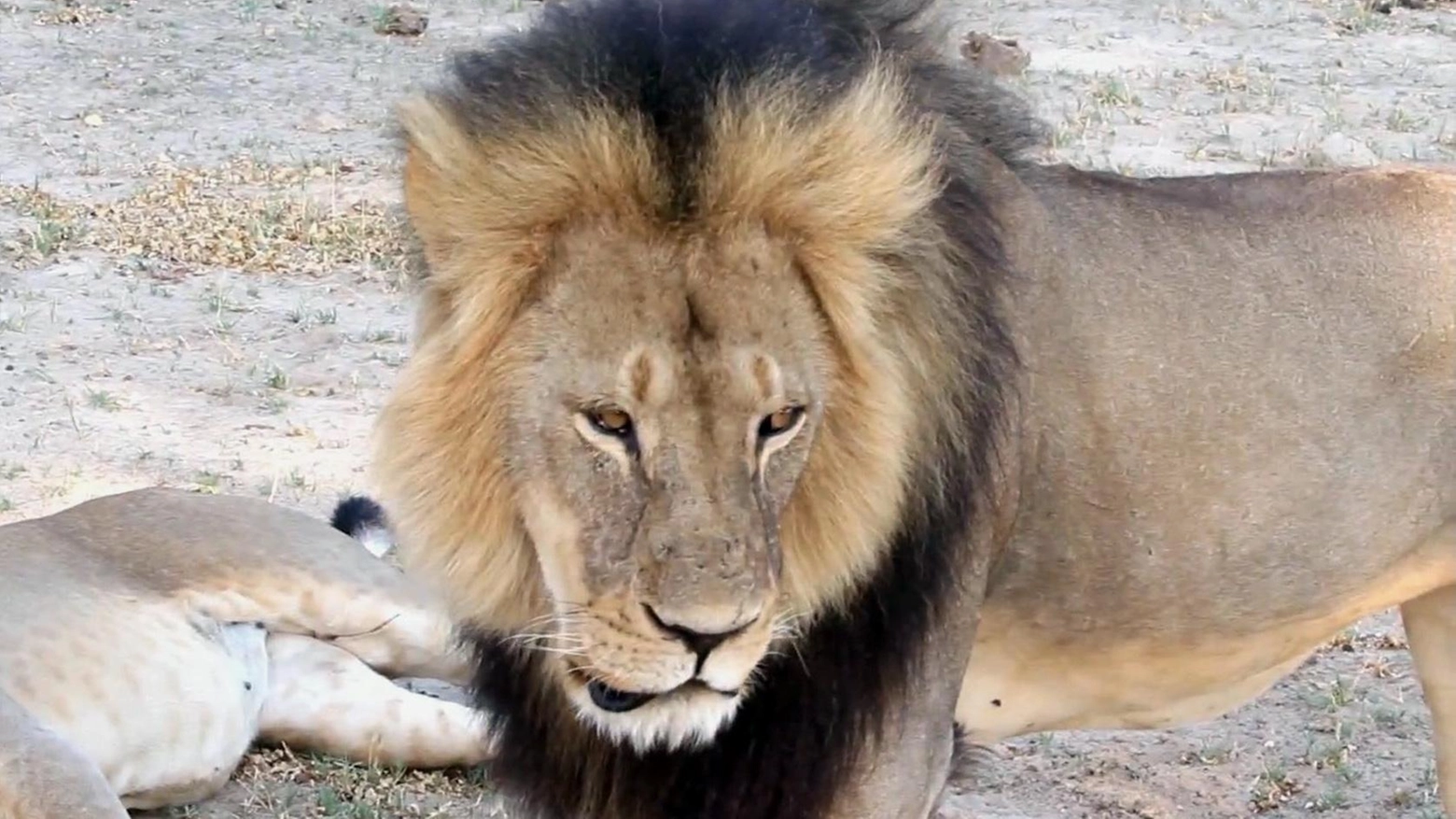 Una foto di Cecil, leone ucciso in Africa (Ansa)