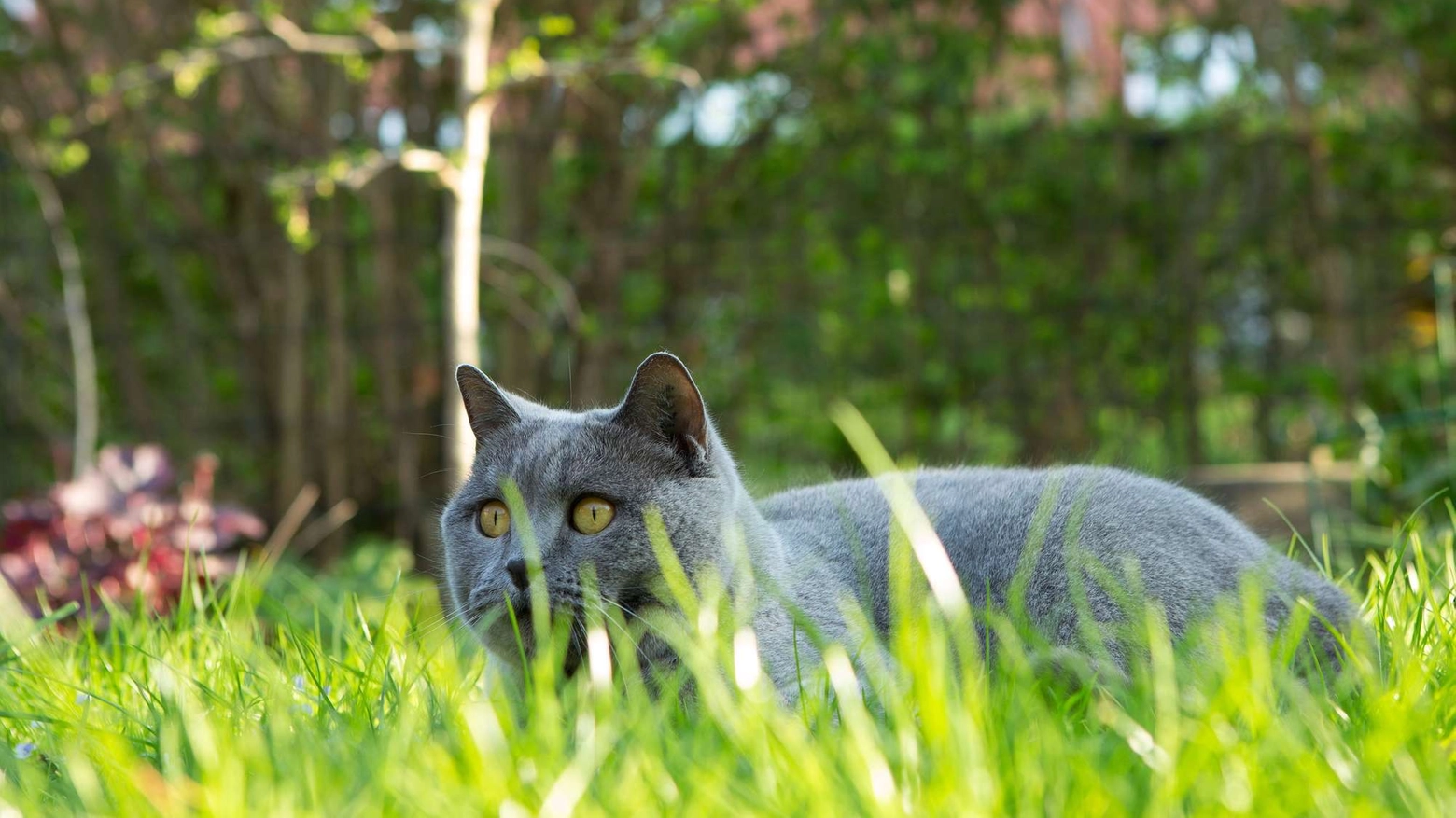 Gatto nell'erba in una foto Olycom