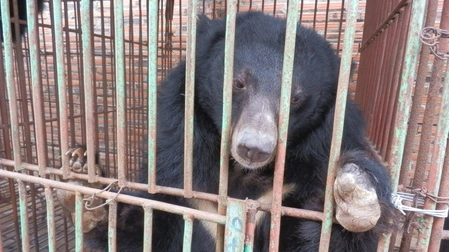 Uno degli orsi imprigionati nella fattoria della bile
