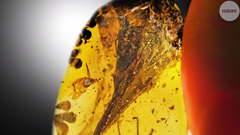 Il dinosauro-uccello nell'ambra - Foto: screenshot youtube/Nature Video