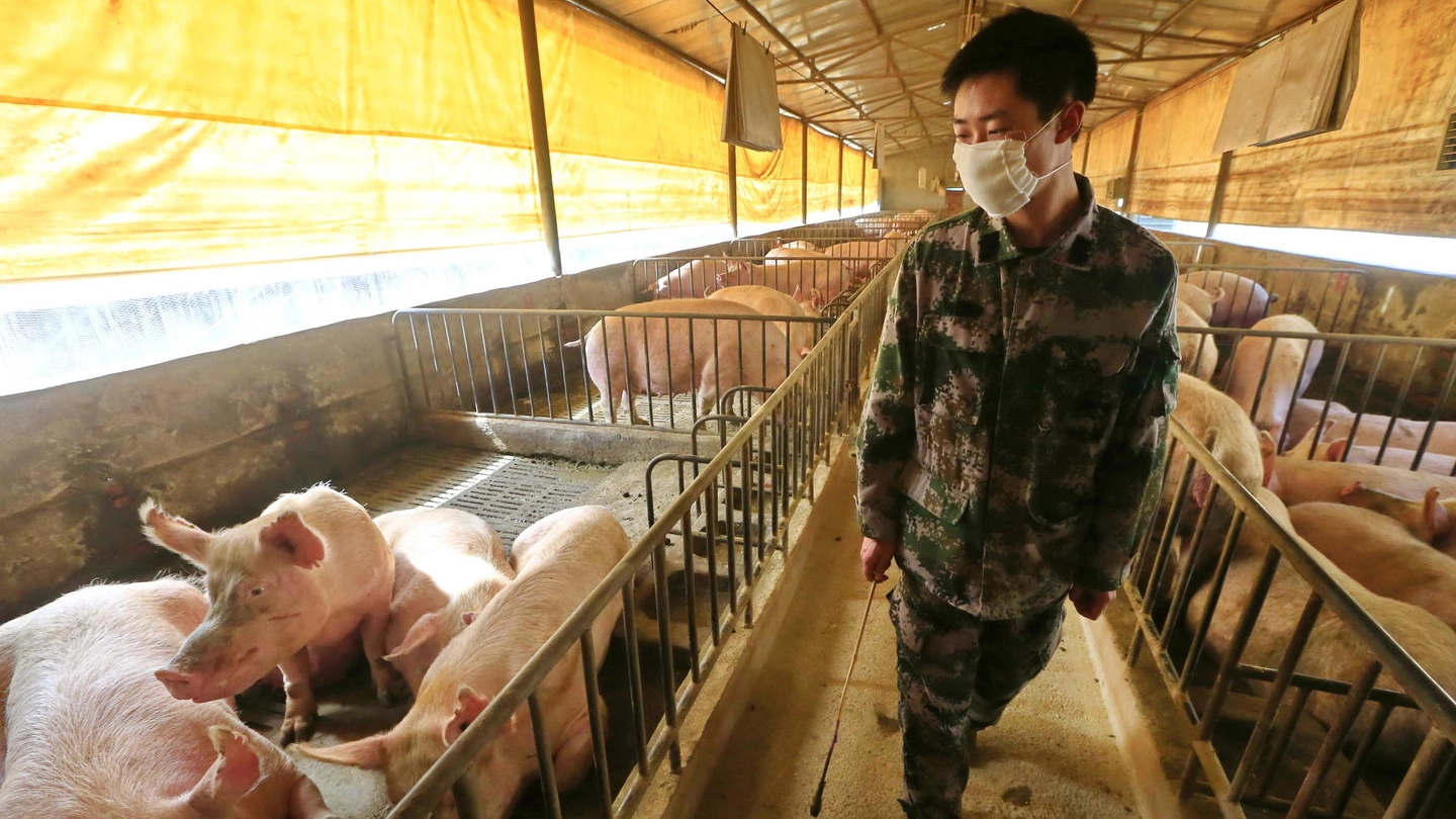 Cina, scoperto nuovo virus influenzale nei maiali (Ansa)