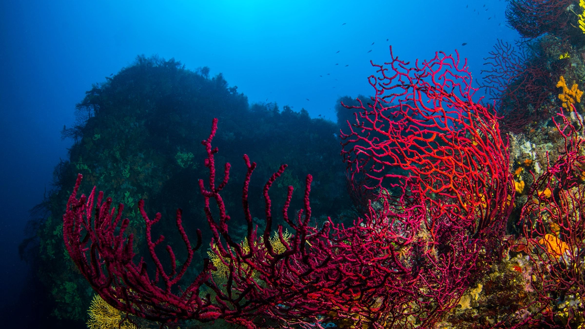 Il riscaldamento globale minaccia le barriere coralline di tutto il mondo