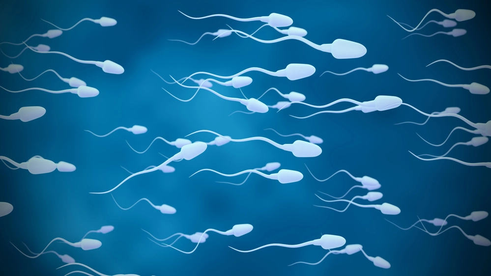 Il movimento degli spermatozoi è simile a un cavatappi