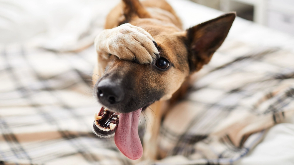 Cani e uomini condividono anche analoghi sintomi dell'ADHD 