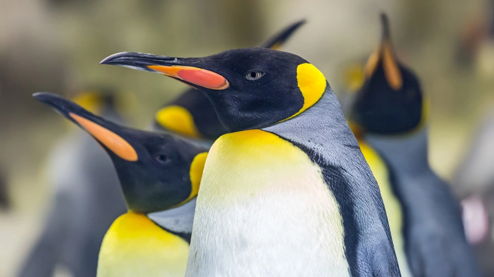 Il piumaggio del pinguino imperatore di solito è nero e bianco, con alcuni inserti gialli