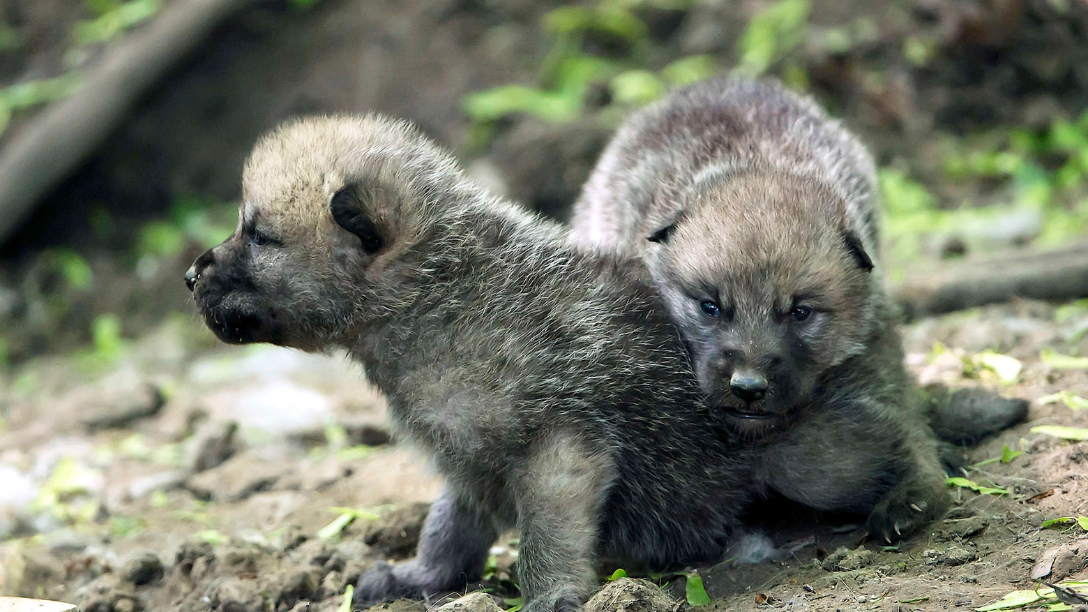 Cuccioli di lupo in una foto Olycom