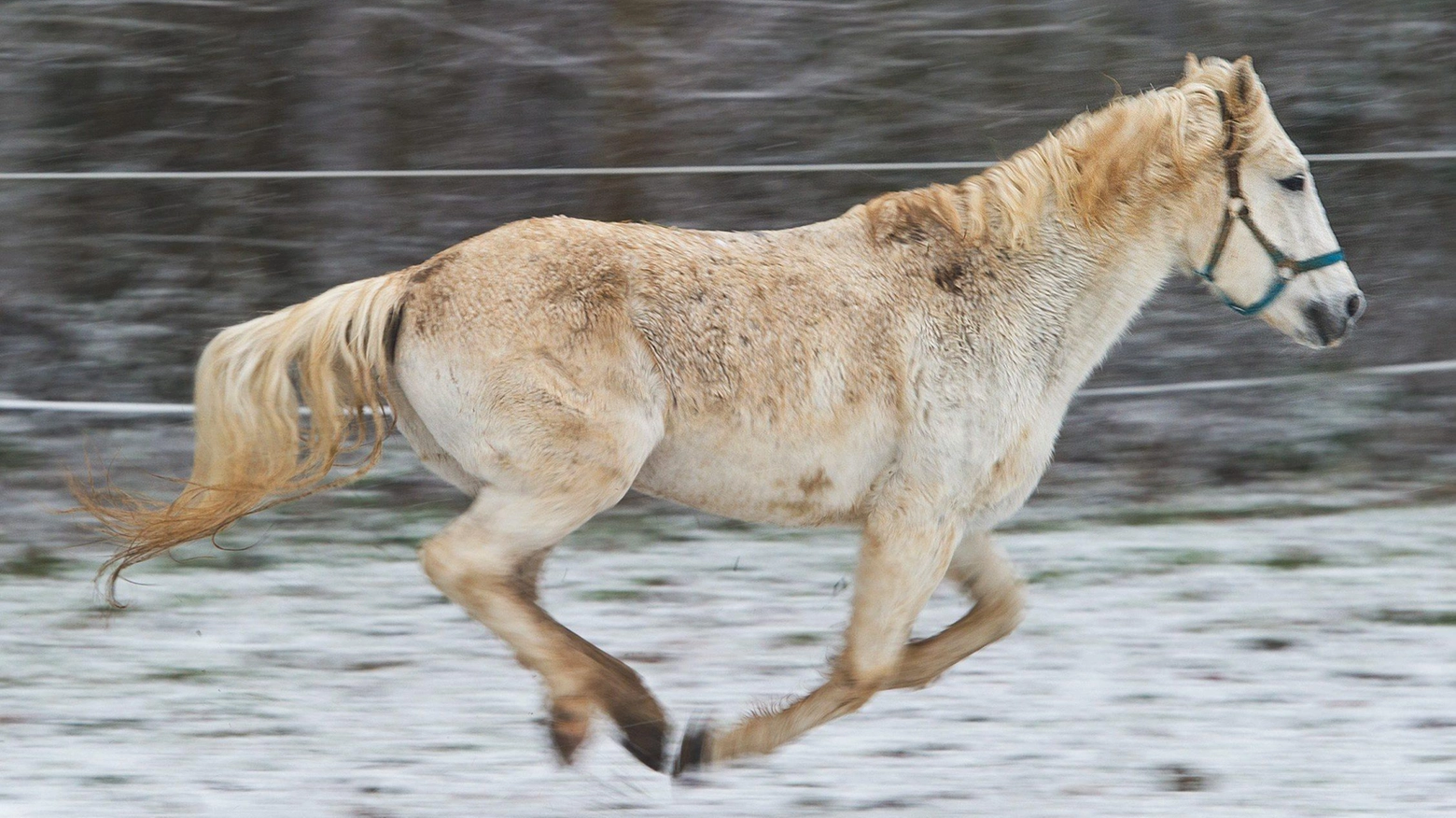 Cavallo in corsa (Foto Ansa)