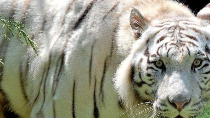 Gb: tigre dello zoo in una foto Ansa