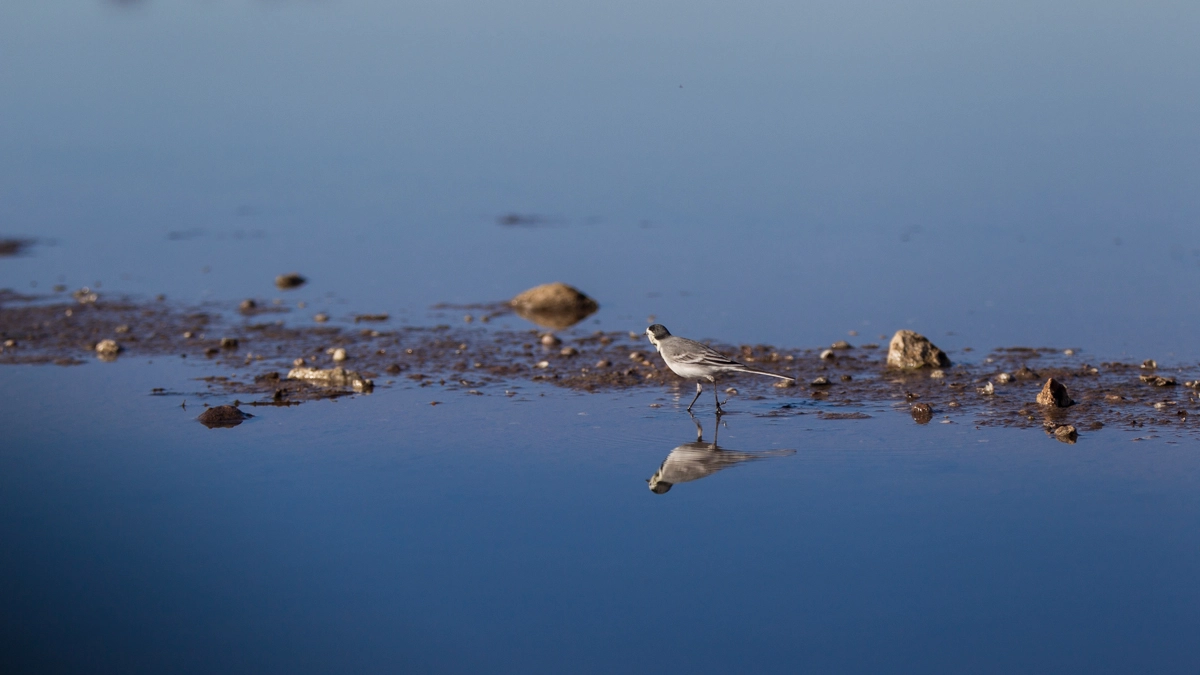Uccello sul lago (Foto L.Gallitto)