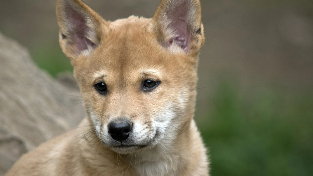Un cucciolo di dingo