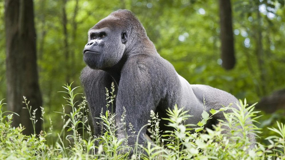 Il gorilla è stato eletto fra i nuovi Big Five, simboli della fauna selvatica del mondo