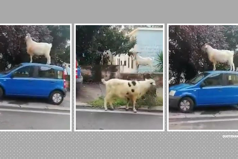 Le capre invadono Roma