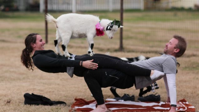 Il goat yoga, lo yoga con le caprette è l'ultima tendenza (da sito www.azgoatyoga.com)