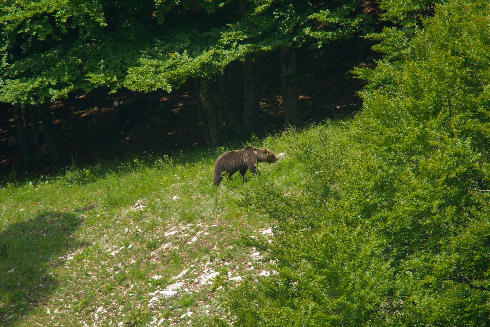 Sono 150 gli orsi in Italia, tra Appennino centrale e Alpi
