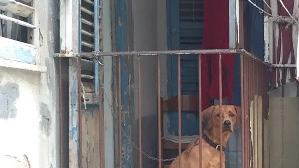 Il cane a catena sul balconcino