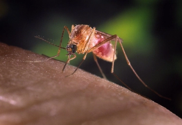 Zanzare e malaria, Bassetti: “Più prevenzione, il cambiamento climatico è un fattore di rischio”