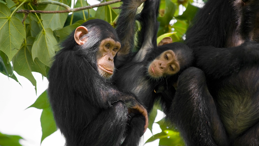 Le regole della comunicazione di umani e scimpanzé sono le stesse