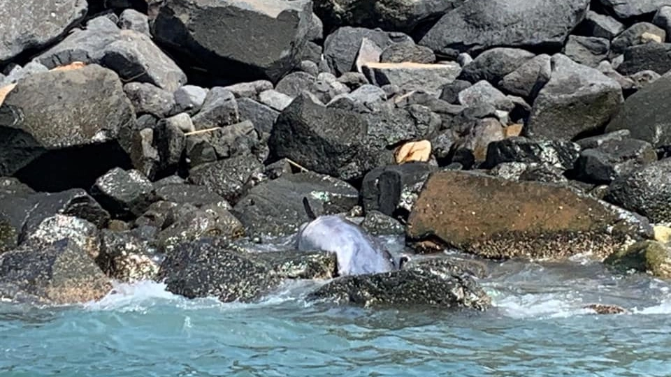 Il delfino trovato morto a Ostia (Oceanomare Delphis Onlus)