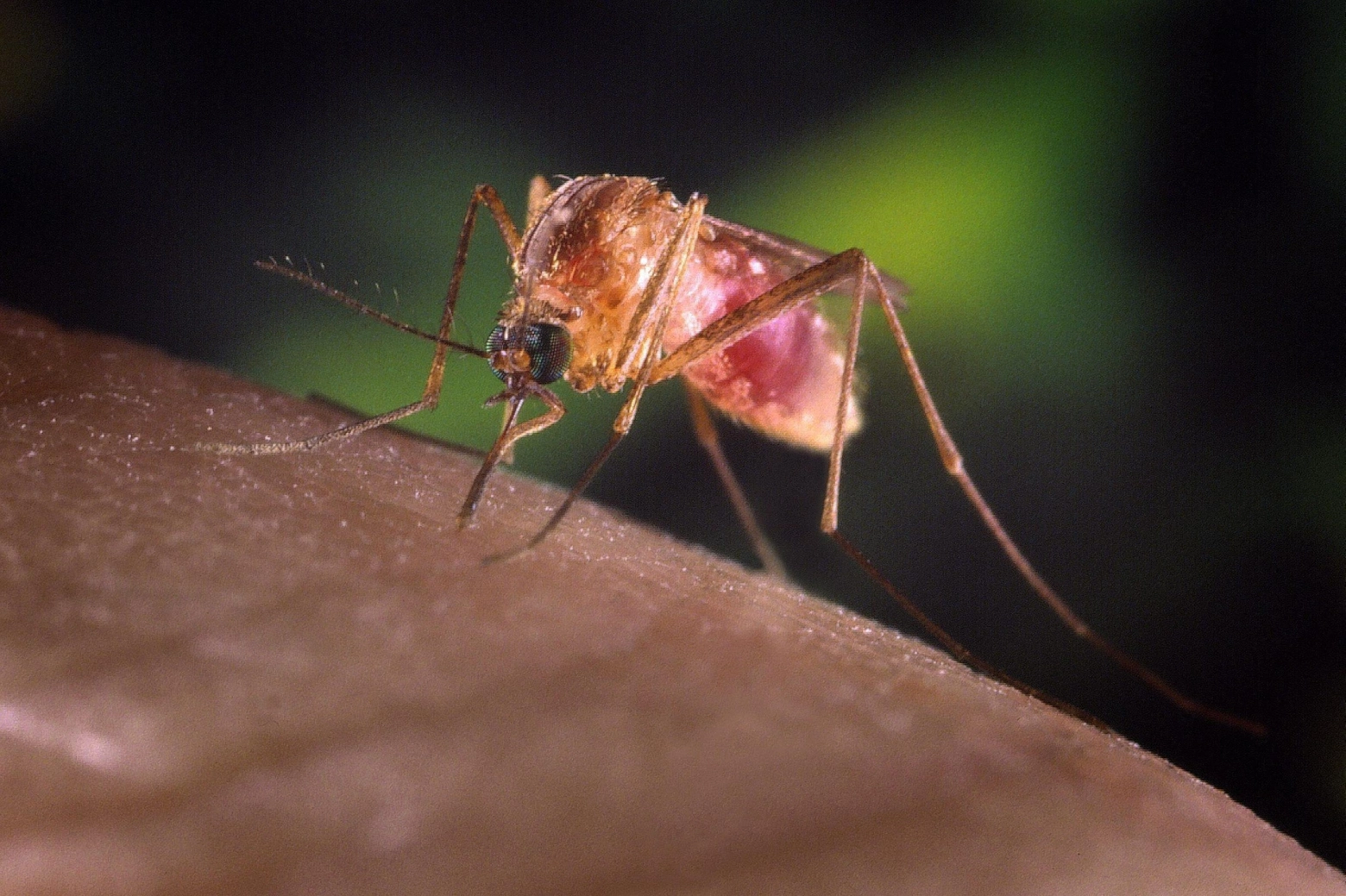 Una zanzara Culex