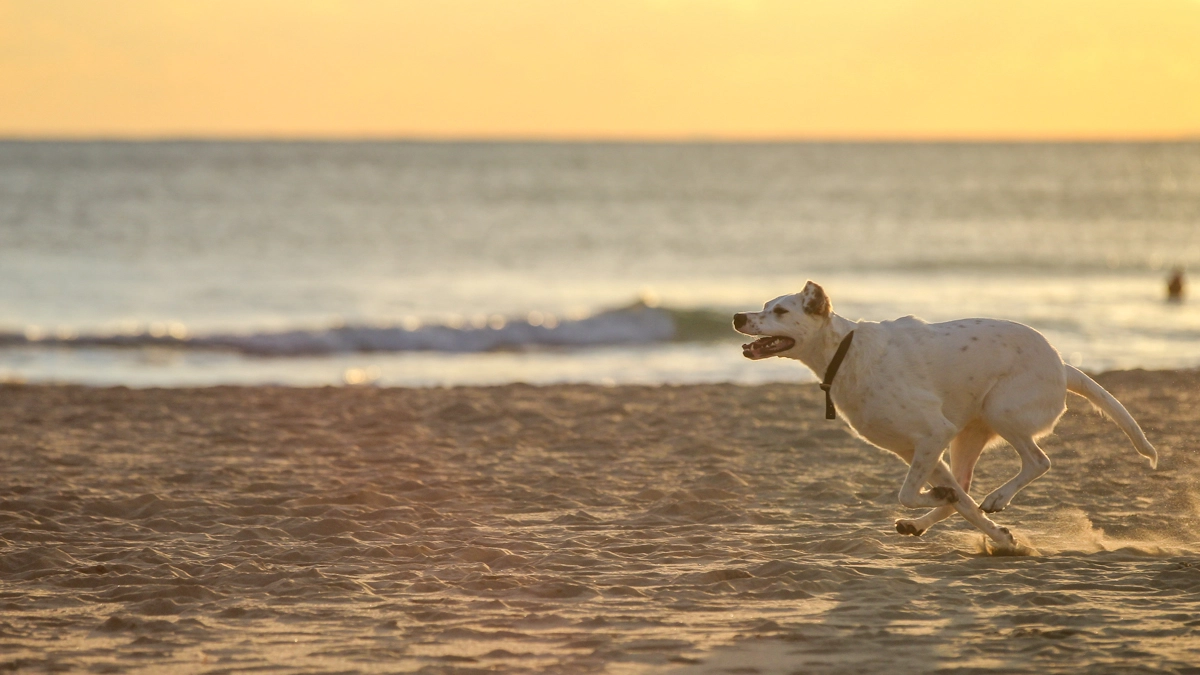 Cane in spiaggia in una foto L.Gallitto