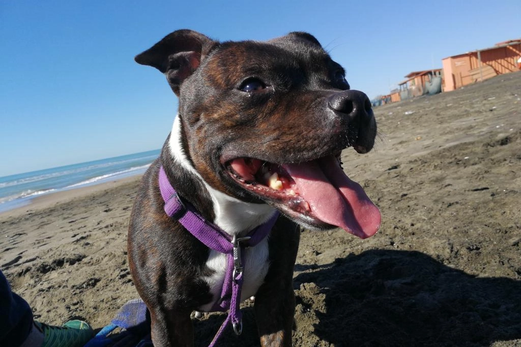 Cani sulla spiaggia, 5 cose da sapere