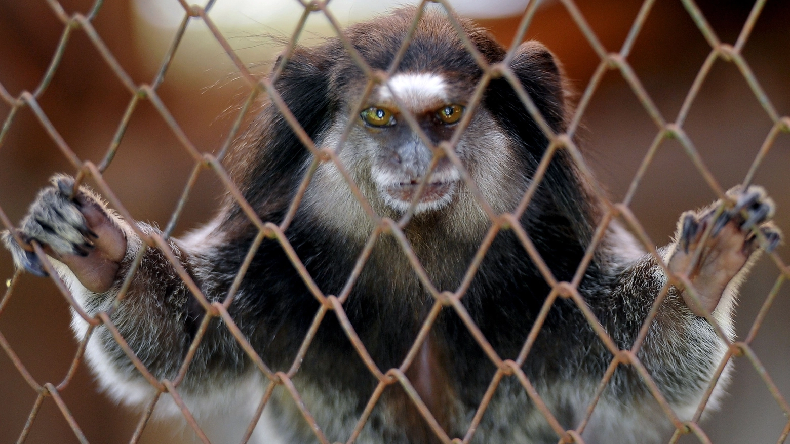 Scimmia in una foto AFP