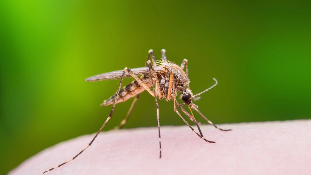 La sete delle zanzare aumenta durante le fasi di siccità - foto nechaev kon istock