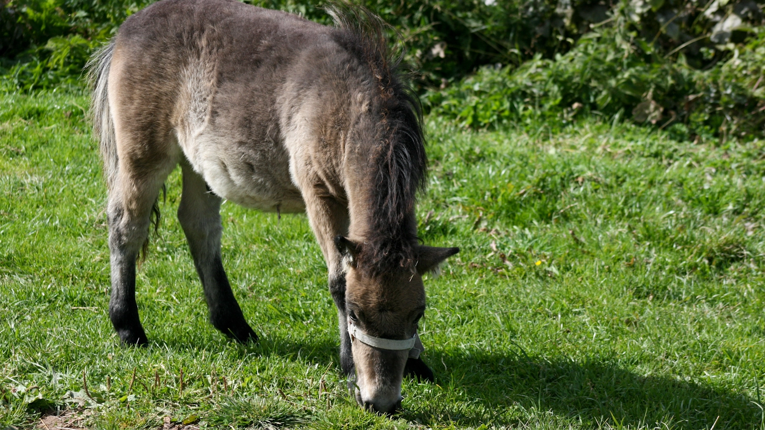 Pony sul prato in una foto L.Gallitto