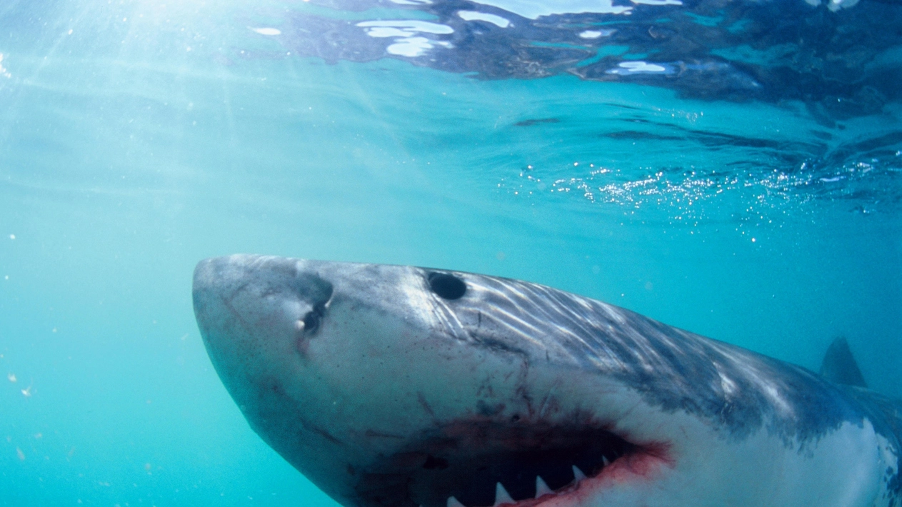 No, questo non è uno squalo vegetariano... (Foto: iStock/Global_Pics)