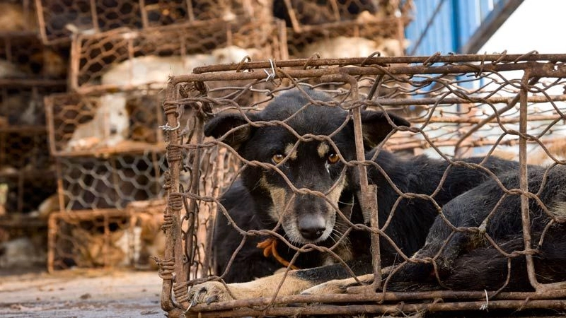Cane in vendita in Cina in una foto Animal Asia