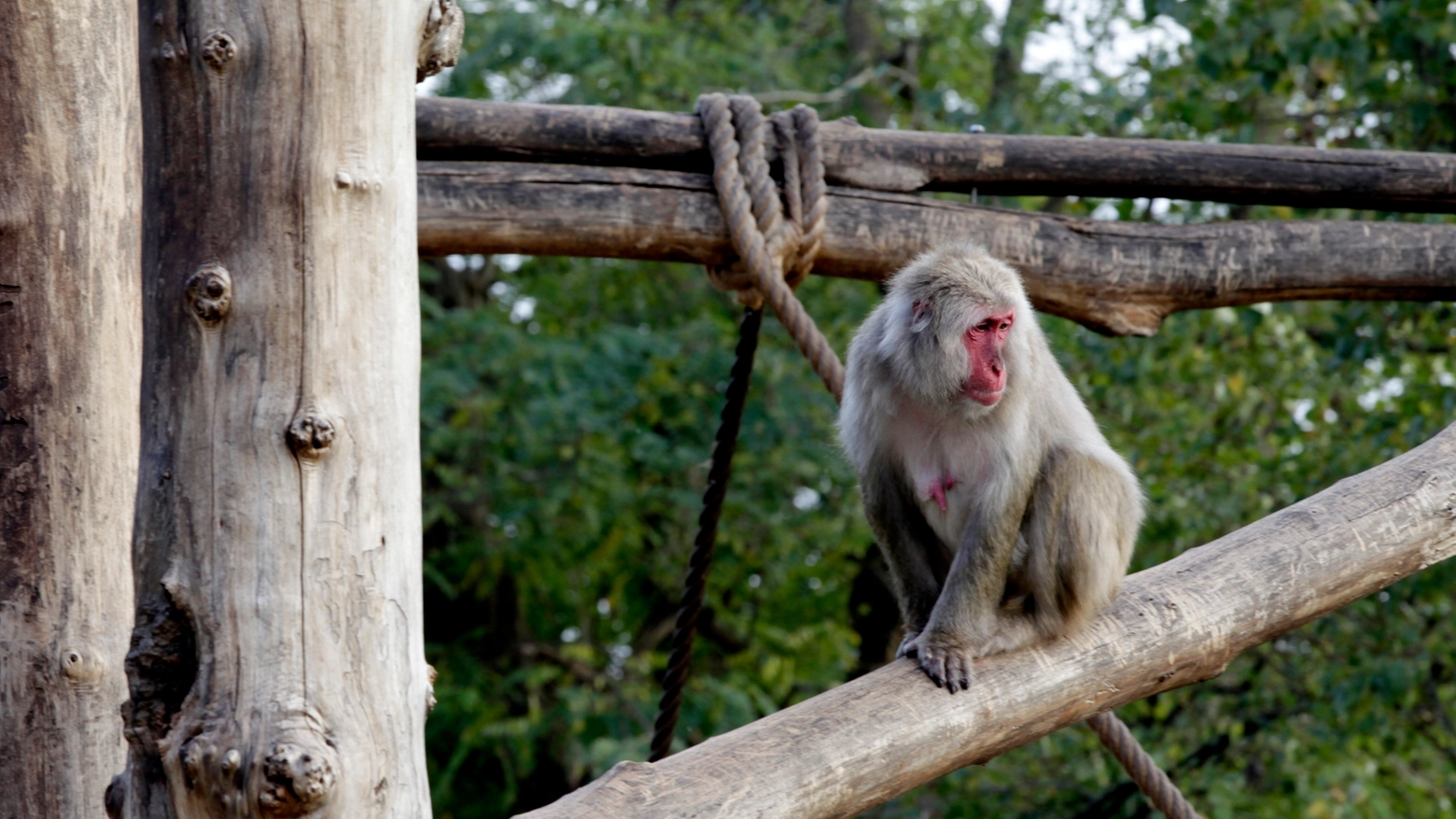Scimmia in cattività (Foto L.Gallitto)