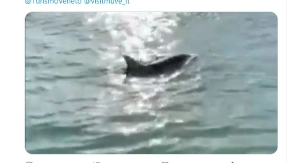 Delfini a Venezia