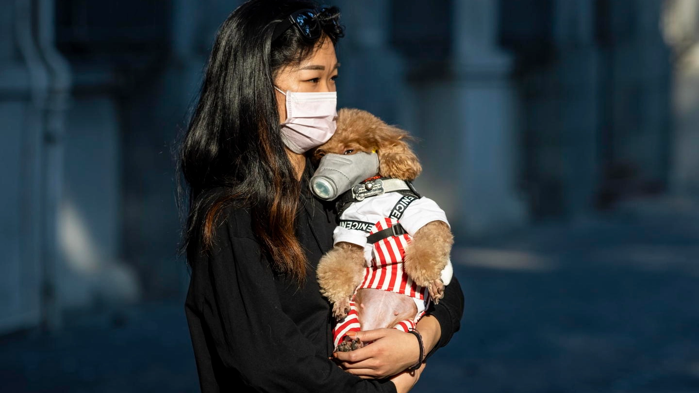 Coronavirus, un cane cinese con la mascherina (Ansa)