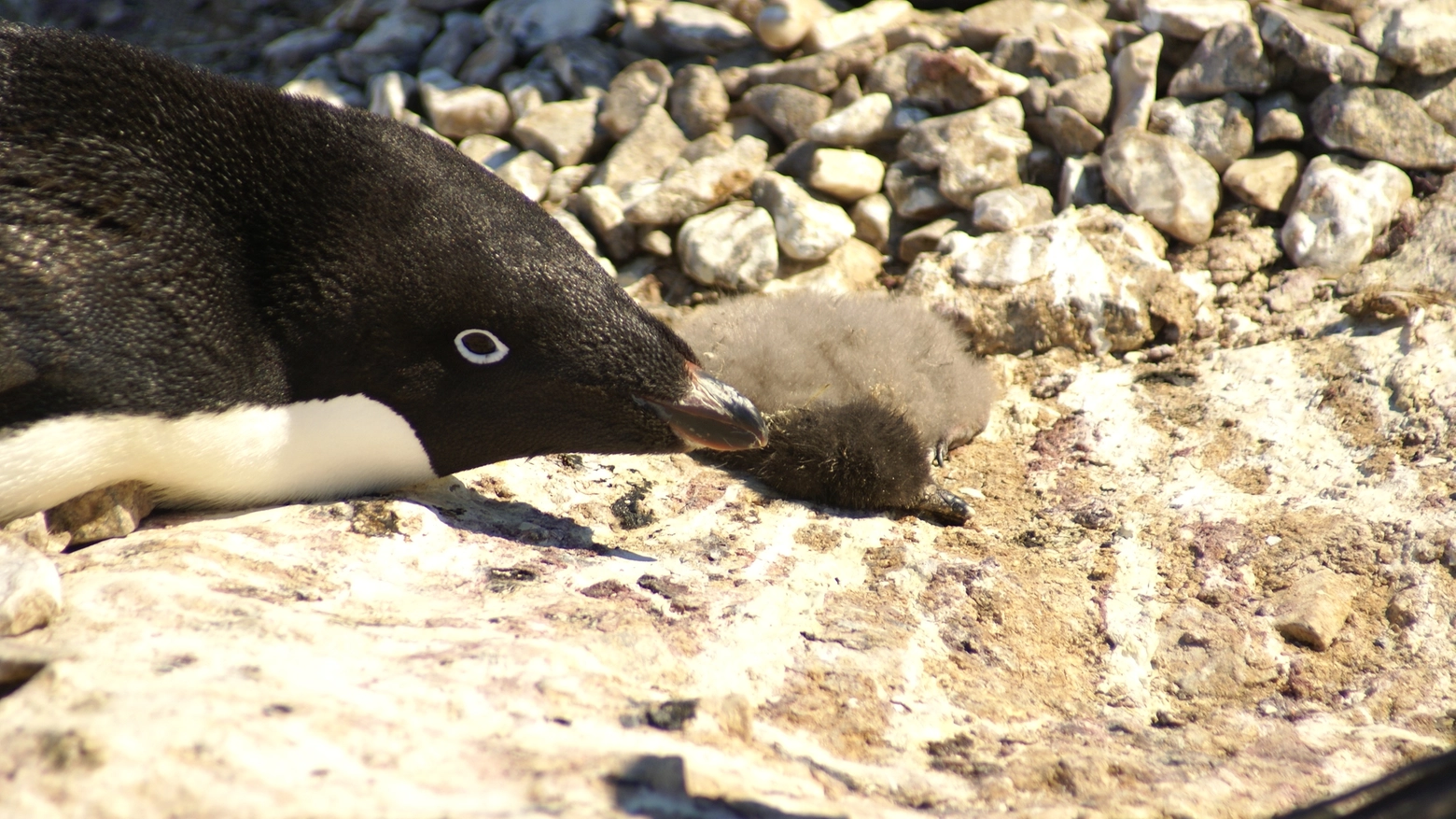 Pinguino con il piccolo