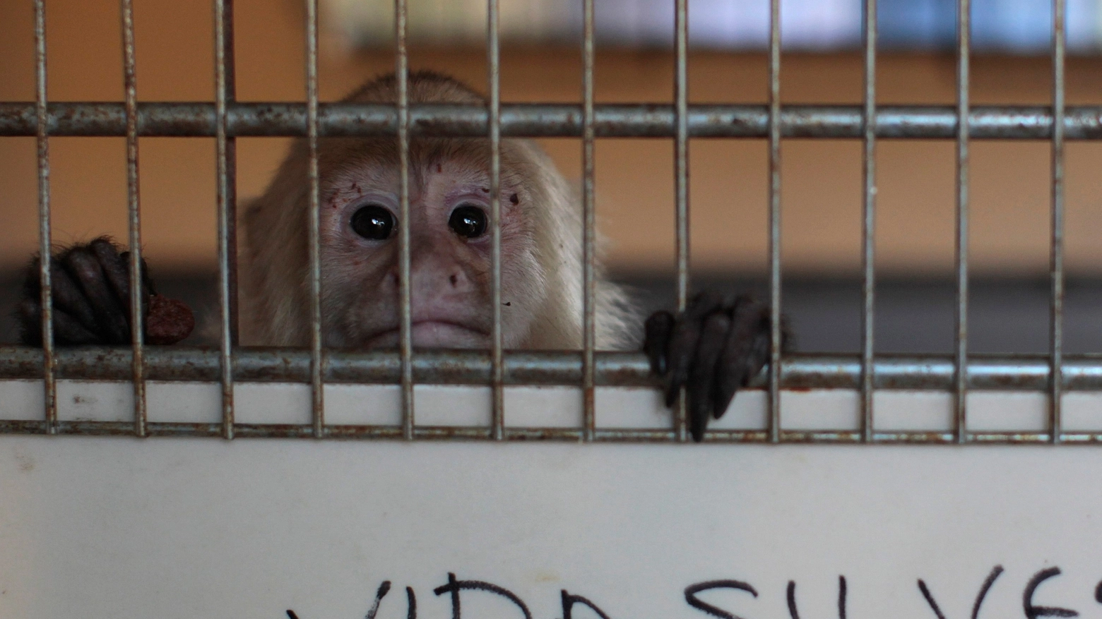 Scimmietta in gabbia in una foto Reuters