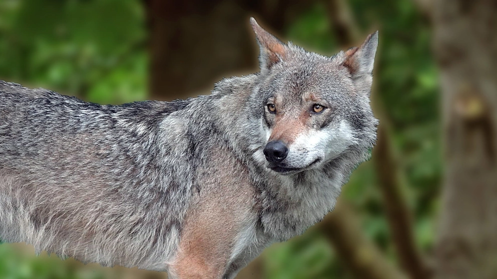 Tre lupi sono stati avvistati nella zona di Falerone (foto d’archivio)