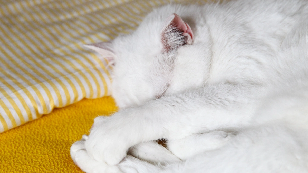 Gatto bianco in una foto L.Gallitto