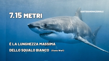 Squali bianchi in Italia: l'ultimo avvistamento. "Vederli nuotare, che emozione"