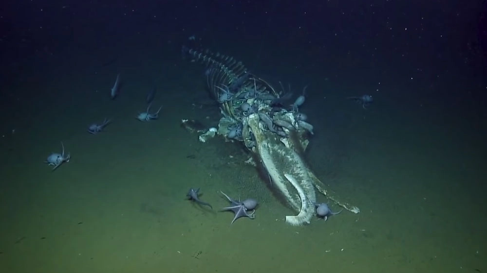 Una carcassa in fondo al mare (Foto: EVNautilus/YouTube)